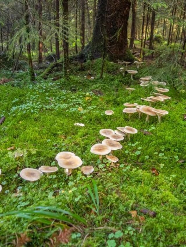 If Mushrooms Are Growing in Your Lawn, This Is What It Means